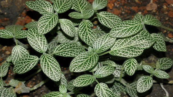 Nerve Plant (Fittonia Albivenis) Grow & Care Tips